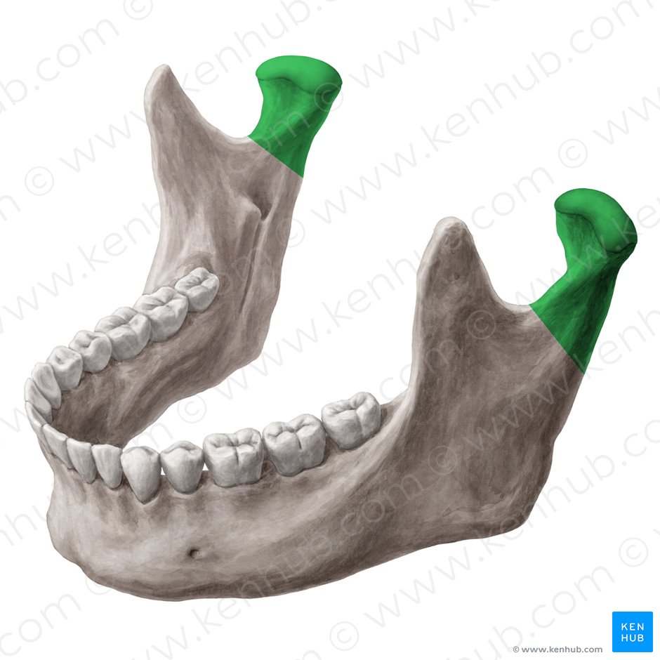 Proceso condilar de la mandíbula (Processus condylaris mandibulae); Imagen: Yousun Koh