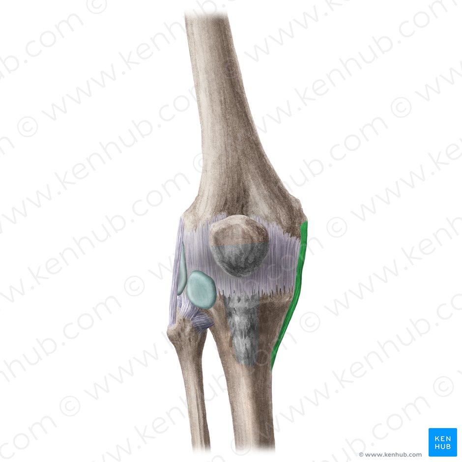 Ligamento colateral tibial de la articulación de la rodilla (Ligamentum collaterale tibiale genus); Imagen: Liene Znotina