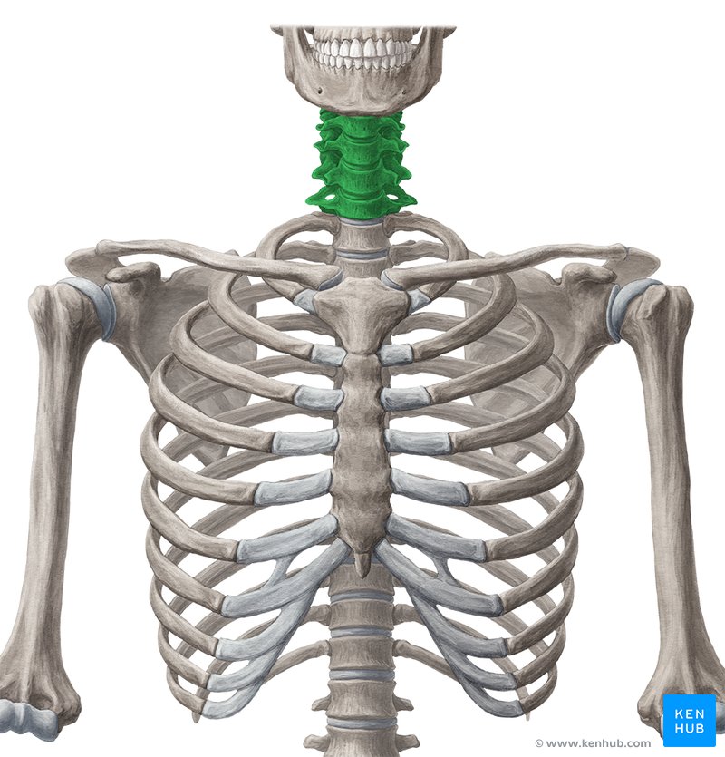Neck muscles anatomy: List, origins, insertions, action | Kenhub