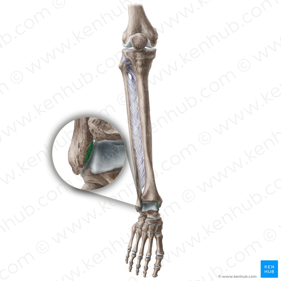 Carilla articular del maleolo lateral de la fíbula (Facies articularis malleoli lateralis fibulae); Imagen: Liene Znotina
