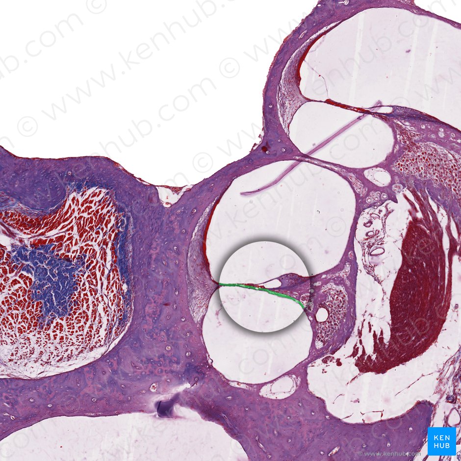Basilar membrane (Lamina basilaris); Image: 