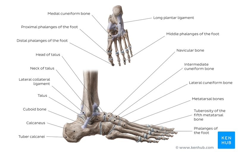 Bones and ligaments of the foot