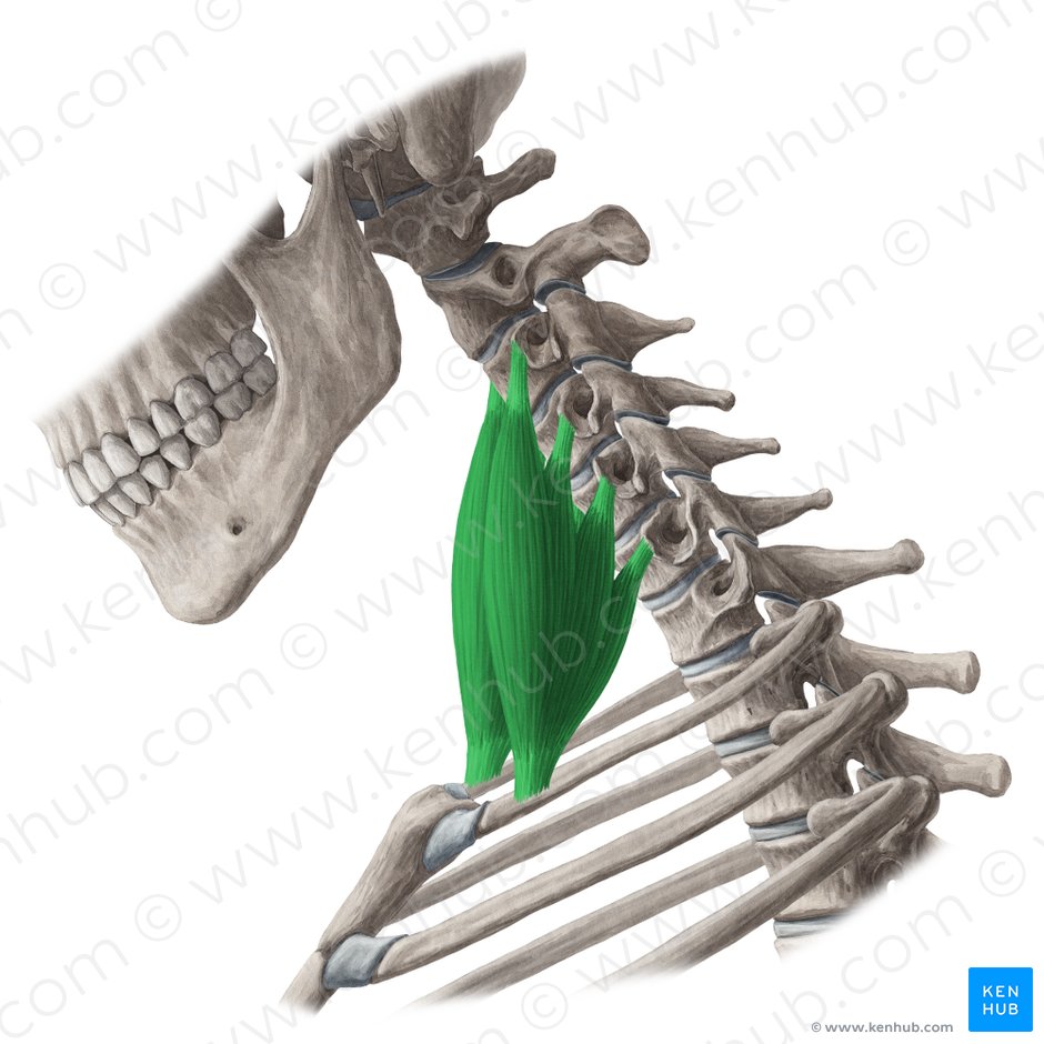 Scalenus anterior muscle (Musculus scalenus anterior); Image: Yousun Koh