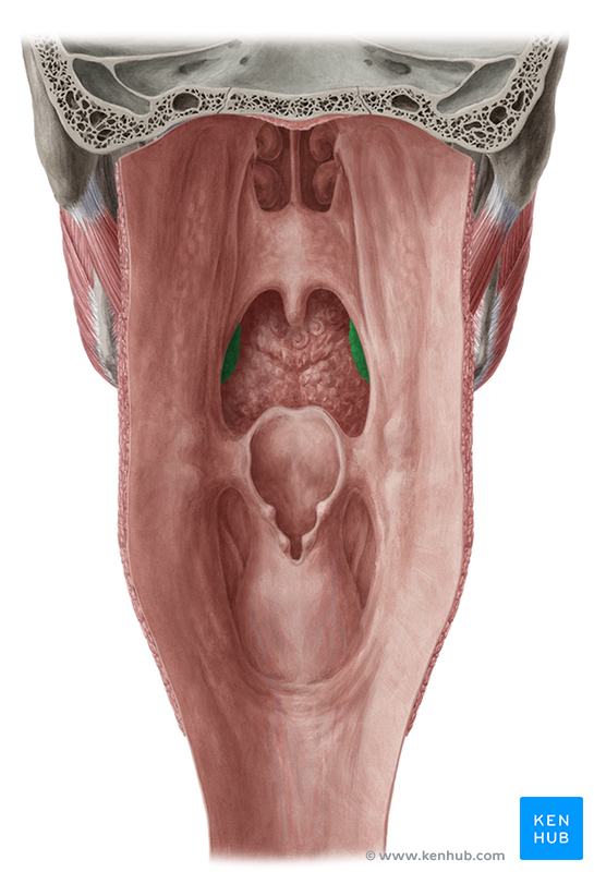 Tonsils - Anatomy, Histology and Clinical Points | Kenhub