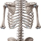 Wirbelsäule (Columna vertebralis)