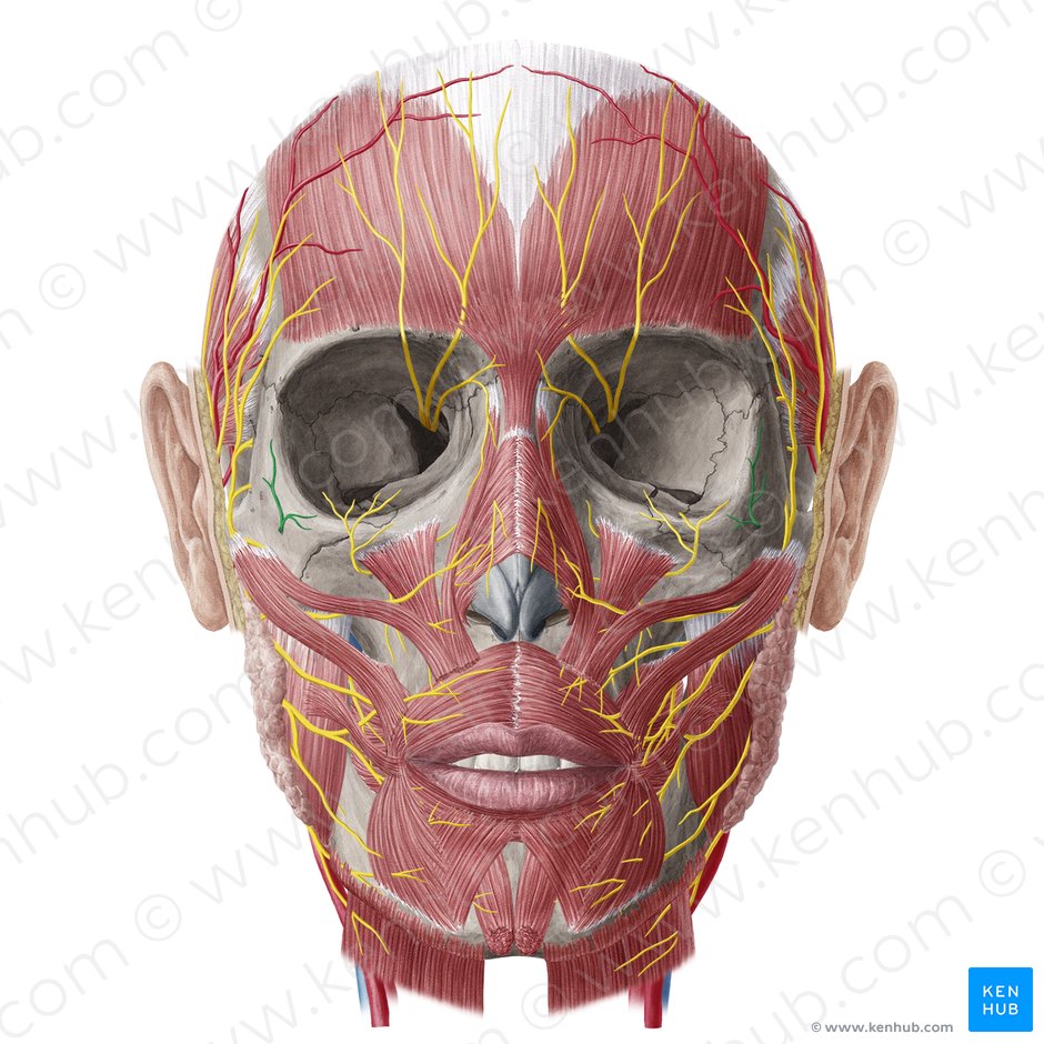 Zygomaticofacial nerve (Nervus zygomaticofacialis); Image: Yousun Koh
