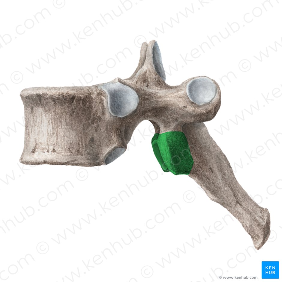 Processus articularis inferior vertebrae (Unterer Gelenkfortsatz des Wirbels); Bild: Liene Znotina