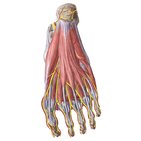 Arteries and nerves of the foot