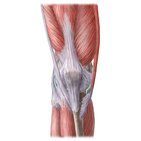 Músculos da perna e do joelho 