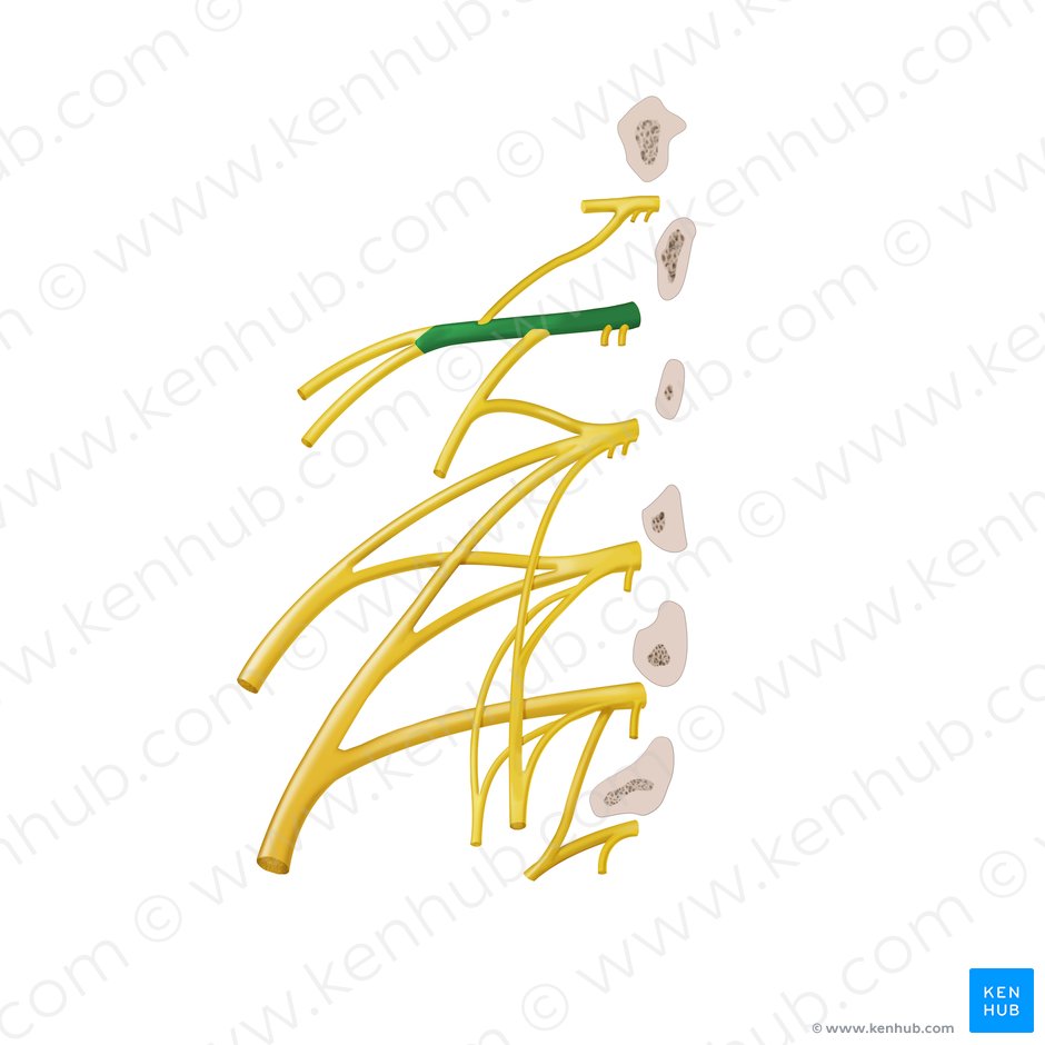 Ramo anterior do nervo espinal L1 (Ramus anterior nervi spinalis L1); Imagem: Begoña Rodriguez