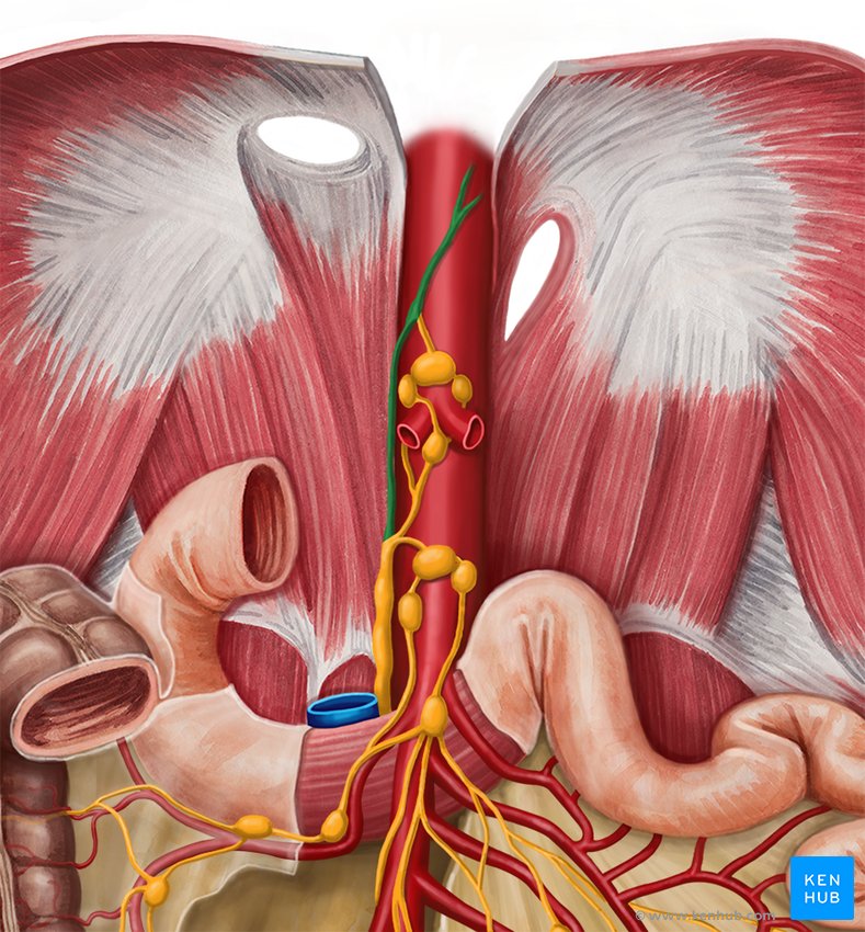 Lymph nodes of the pelvis and lower limb: Anatomy | Kenhub