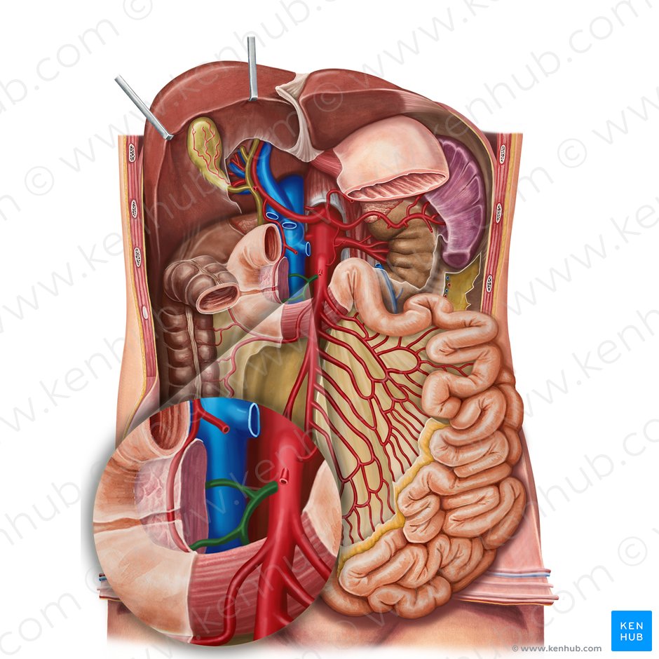 Inferior pancreaticoduodenal artery (Arteria pancreaticoduodenalis inferior); Image: Irina Münstermann