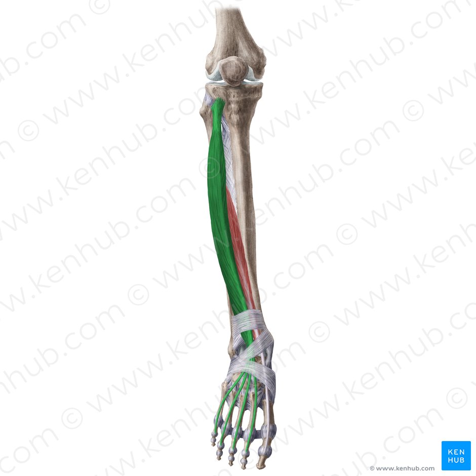 Músculo extensor longo dos dedos (Musculus extensor digitorum longus); Imagem: Liene Znotina
