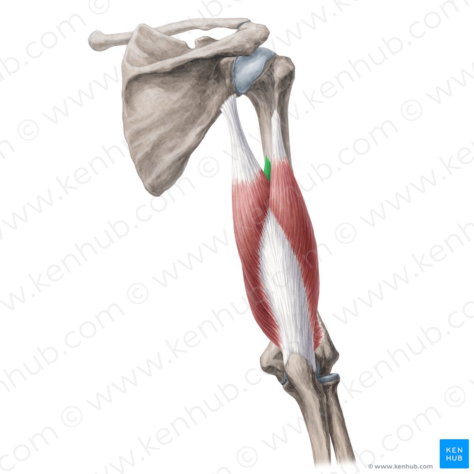 Medial head of triceps brachii muscle (Caput mediale musculi tricipitis brachii); Image: Yousun Koh