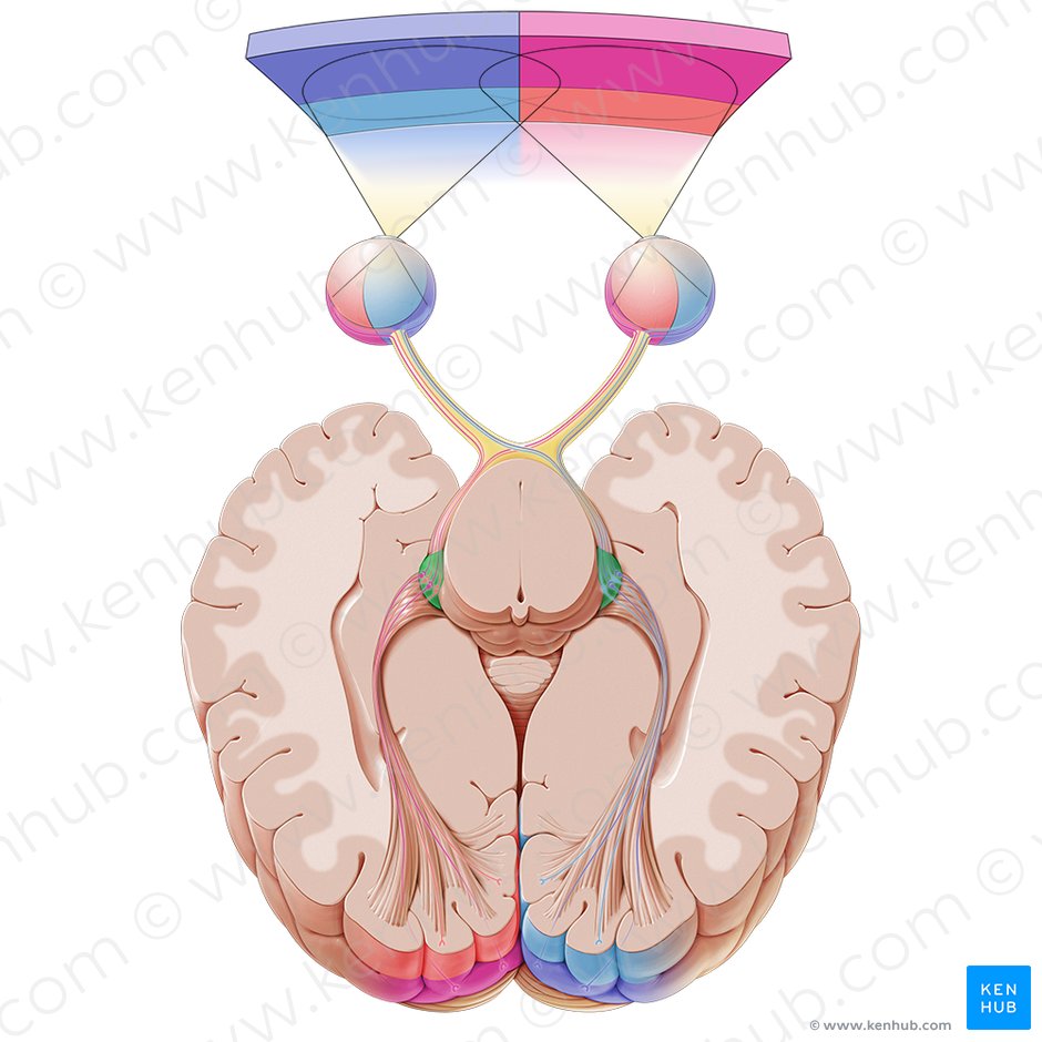 Cuerpo geniculado lateral (Corpus geniculatum laterale); Imagen: Paul Kim