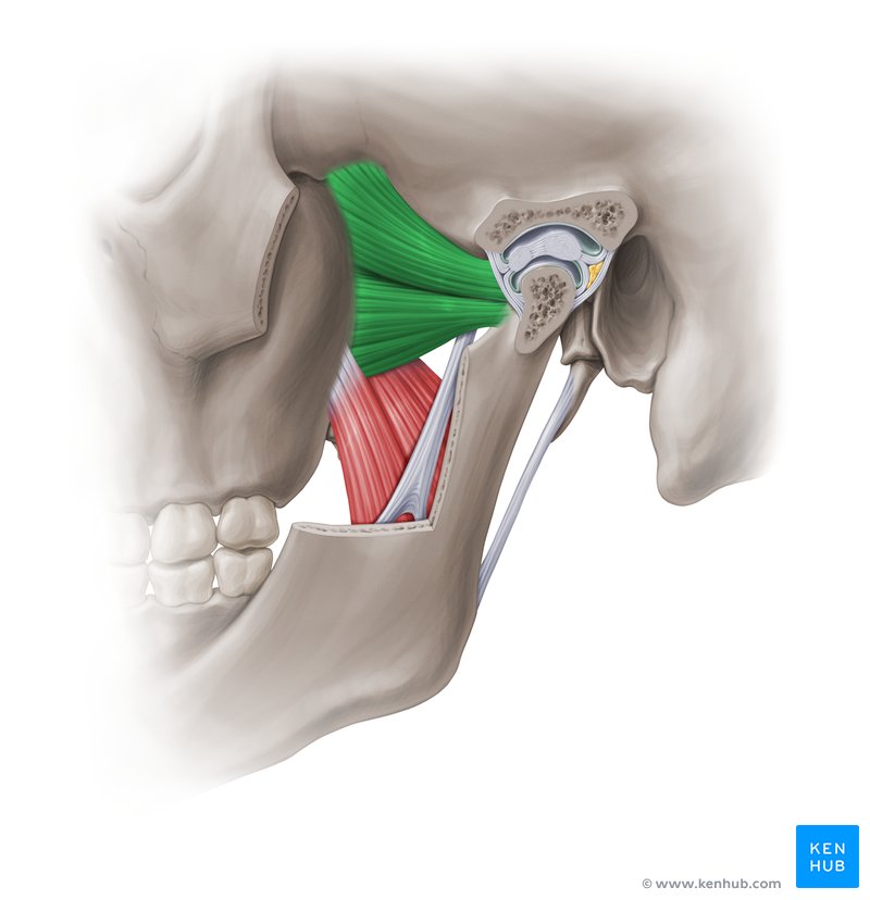 Lateral pterygoid: Origin, insertion and function | Kenhub