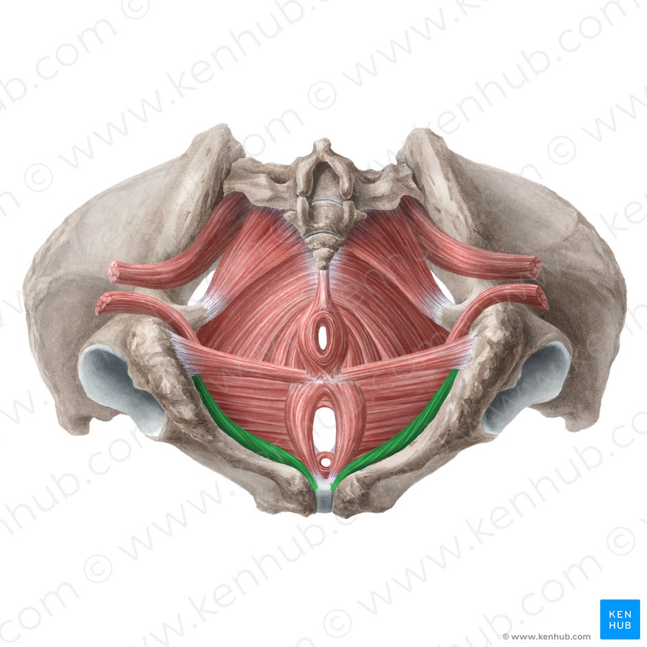 Músculo isquiocavernoso (Musculus ischiocavernosus (femininus)); Imagen: Liene Znotina