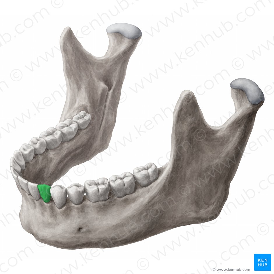 Mandibular left canine tooth (Dens caninus sinister mandibularis); Image: 