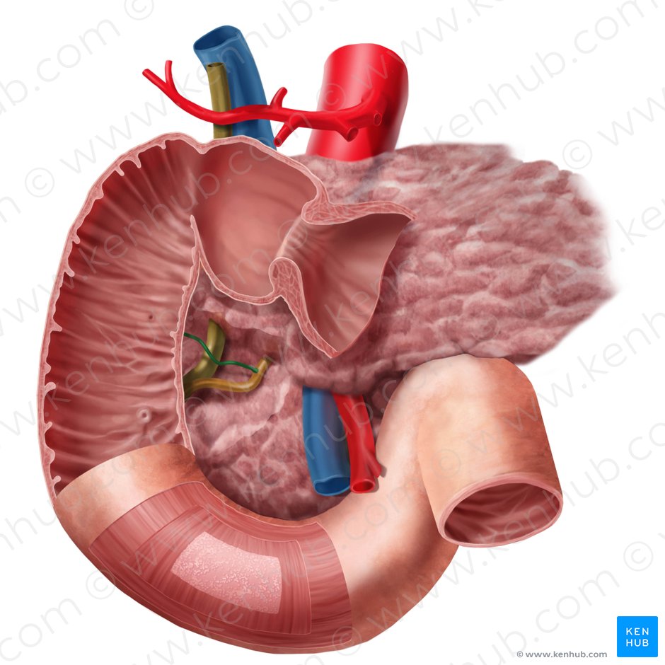 Ducto pancreático acessório (Ductus pancreaticus accessorius); Imagem: Begoña Rodriguez