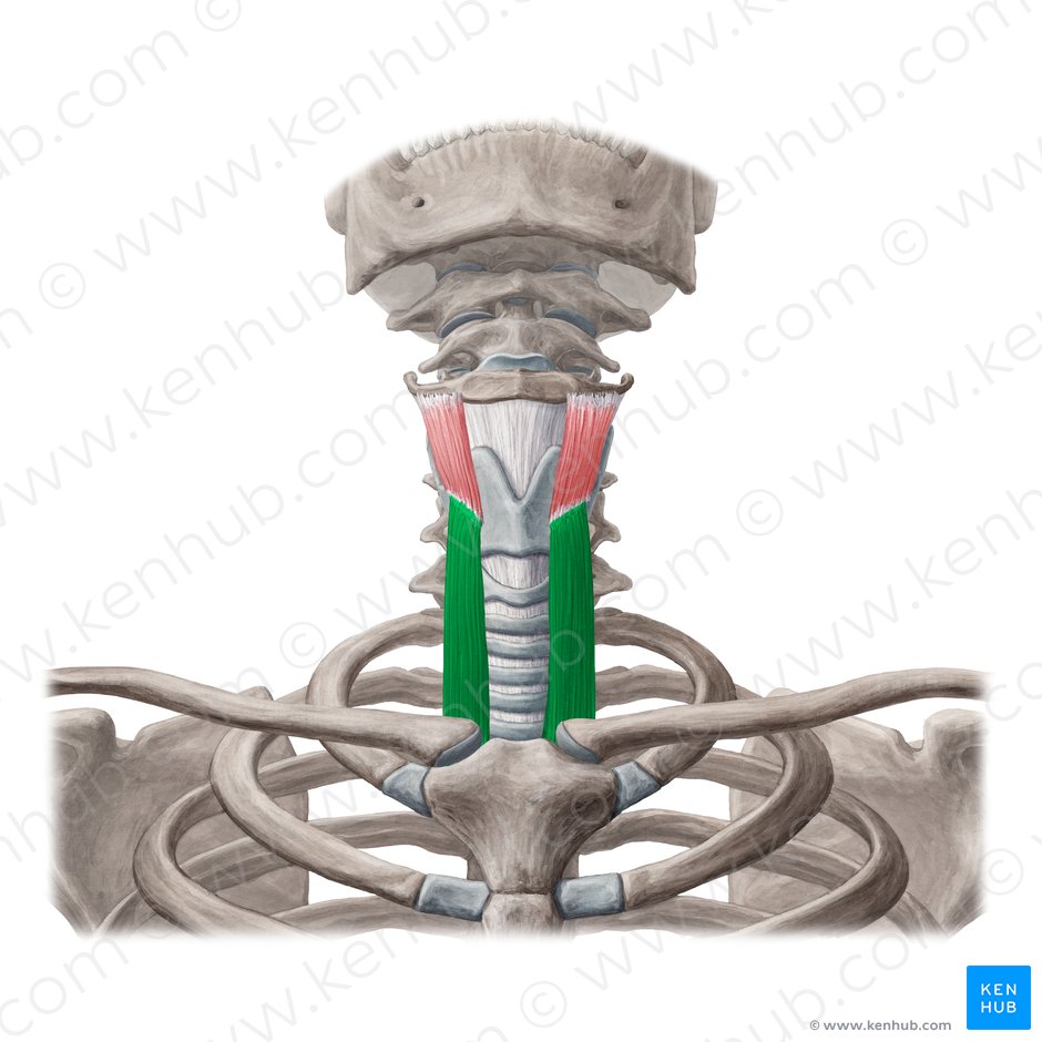 Músculo esternotiroideo (Musculus sternothyroideus); Imagen: Yousun Koh