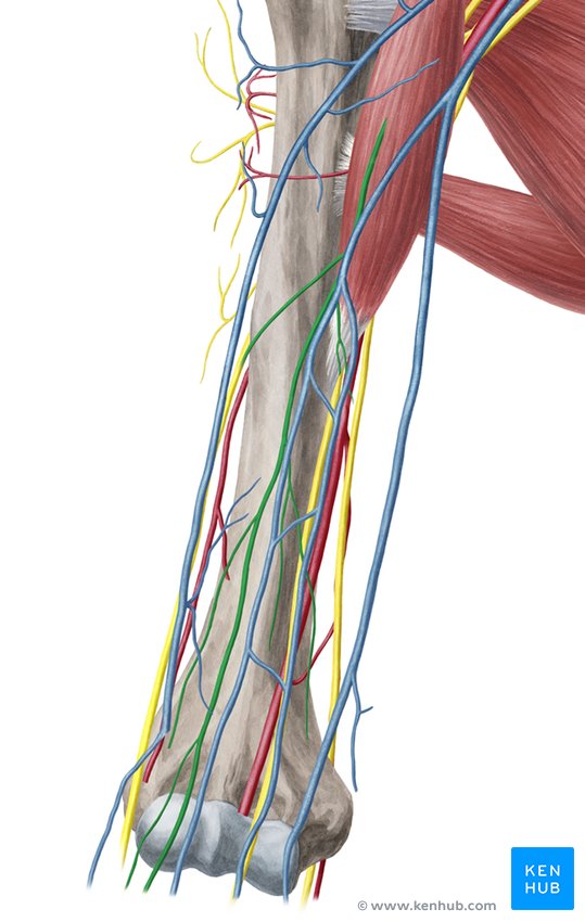 Musculocutaneous nerve: Anatomy, course and function | Kenhub