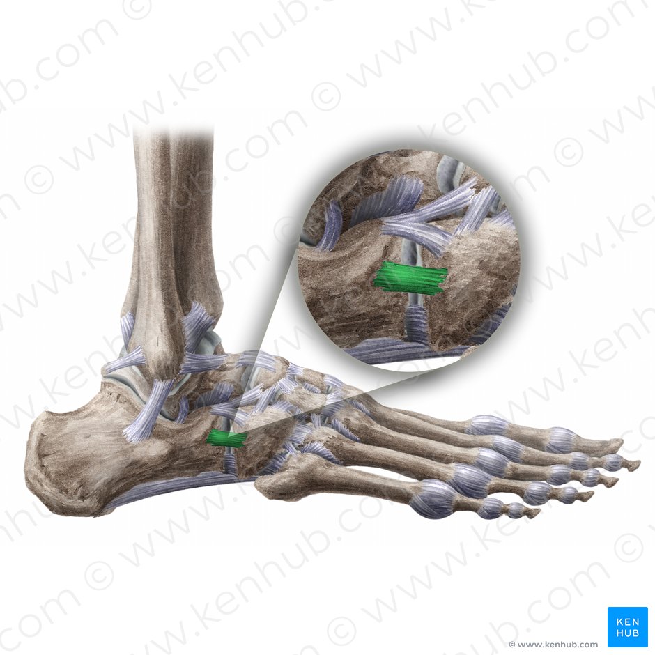 Dorsal calcaneocuboid ligament (Ligamentum calcaneocuboideum dorsale); Image: Liene Znotina