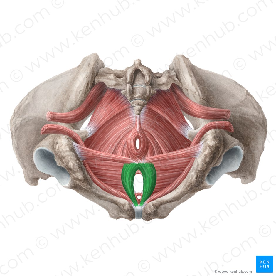 Músculo bulboesponjoso (femenino) (Musculus bulbospongiosus (femininus)); Imagen: Liene Znotina