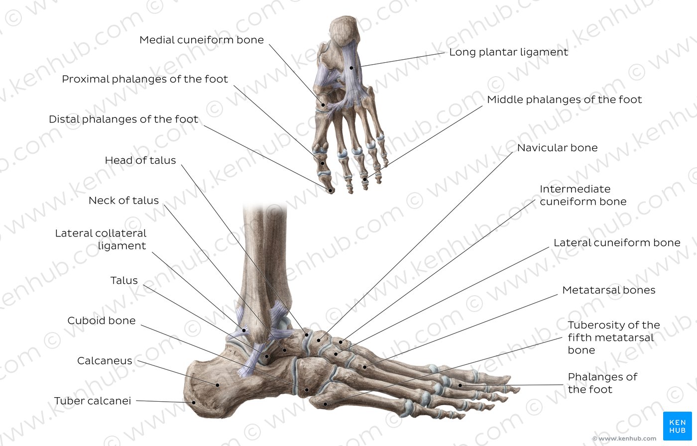 Foot Bone Chart