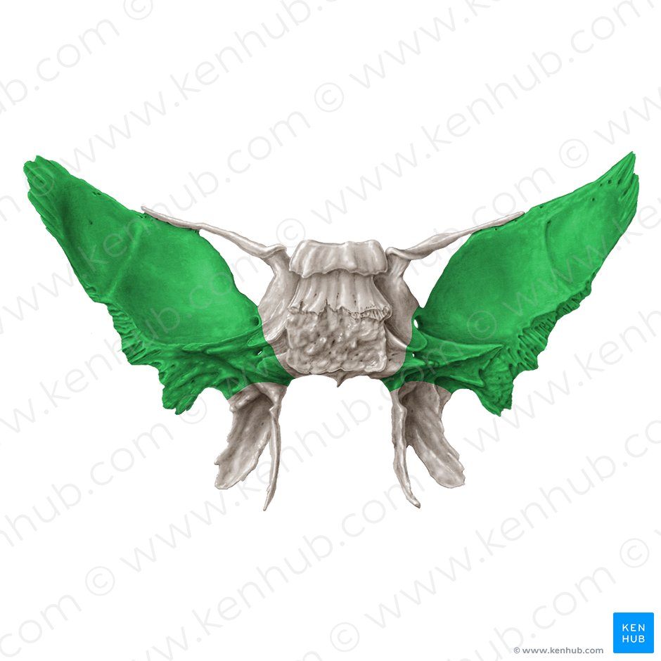 Greater wing of sphenoid bone (Ala major ossis sphenoidalis); Image: Samantha Zimmerman