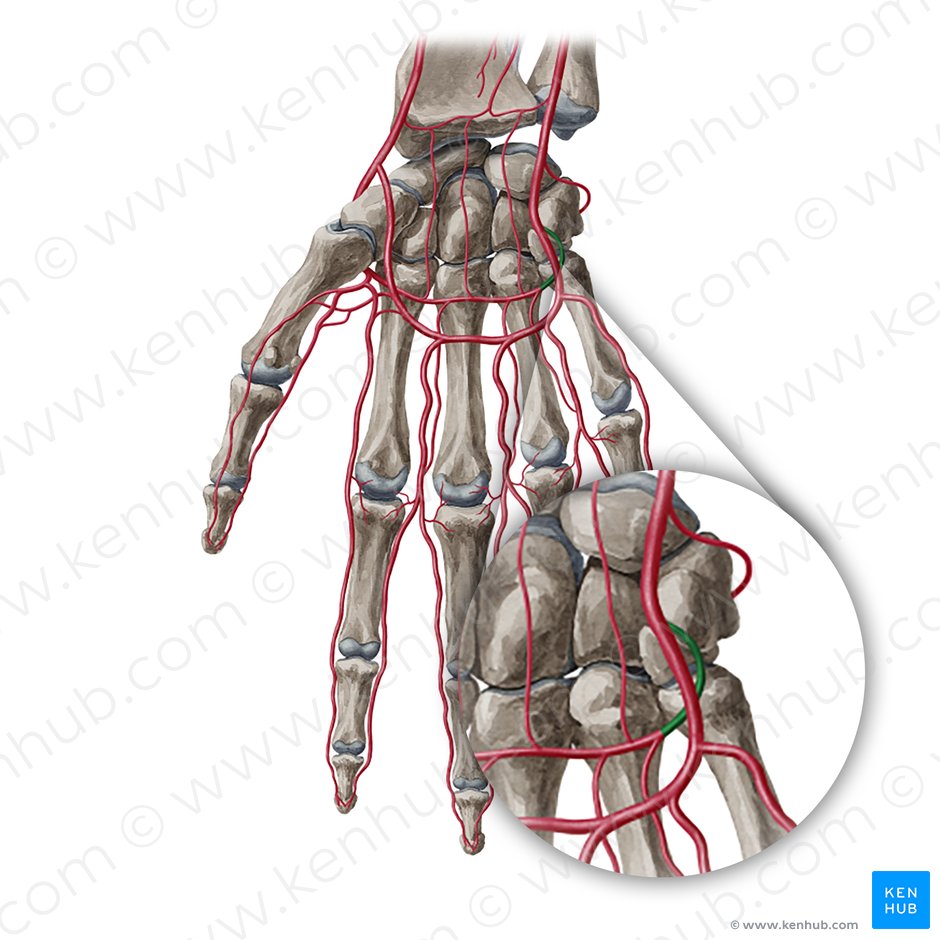 Ramus palmaris profundus arteriae ulnaris (Tiefer holhhandseitiger Ast der Ellenarterie); Bild: Yousun Koh