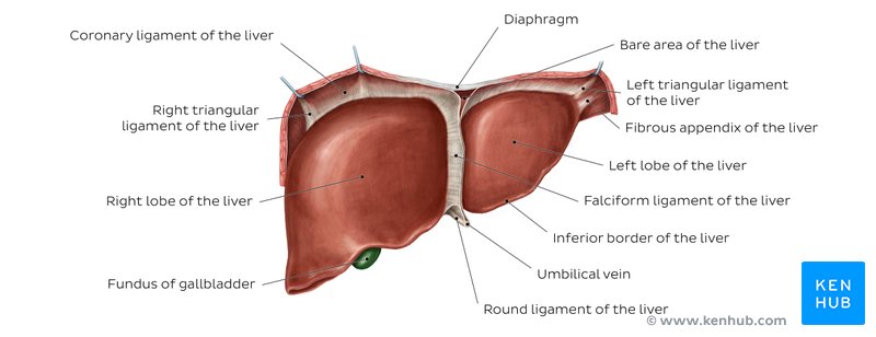 Liver anatomy: Diagram