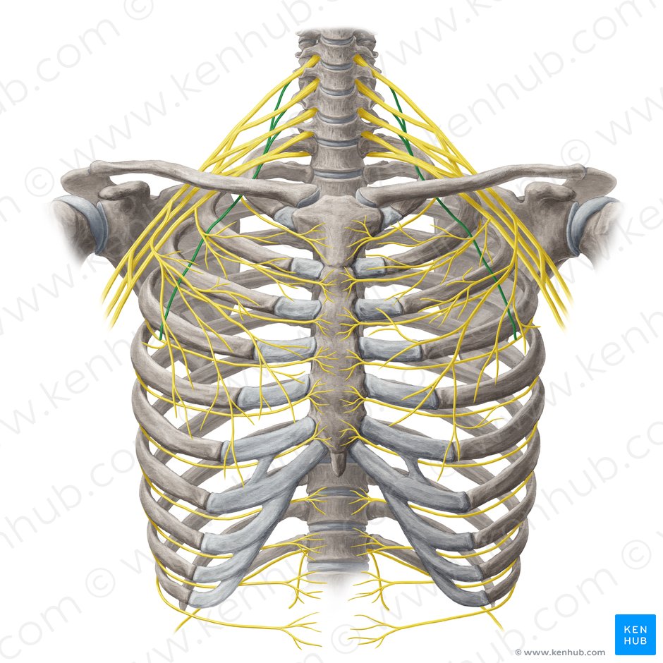 Long thoracic nerve (Nervus thoracicus longus); Image: Yousun Koh