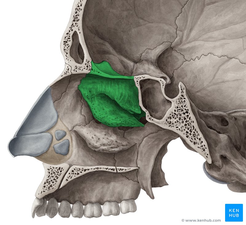 Ethmoid bone: Anatomy, borders and development | Kenhub