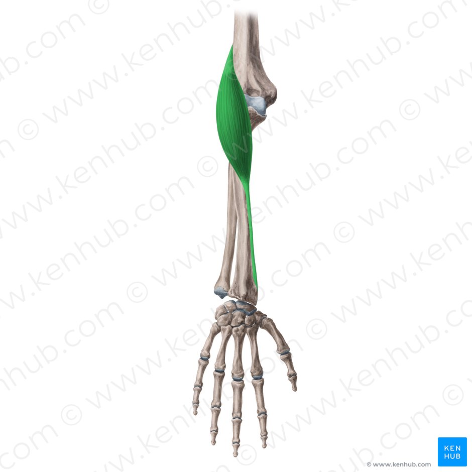Musculus brachioradialis (Oberarm-Speichen-Muskel); Bild: Yousun Koh