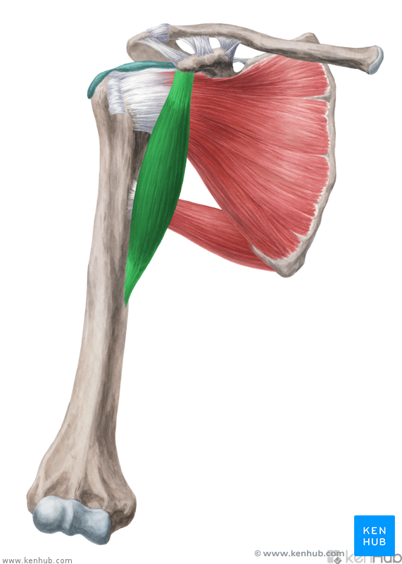 Coracobrachialis muscle - Anatomy, Function and Pathology | Kenhub