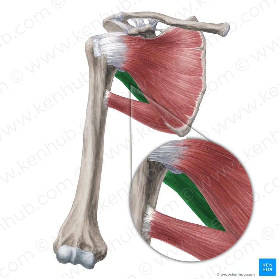 Músculo redondo menor (Musculus teres minor); Imagen: Yousun Koh