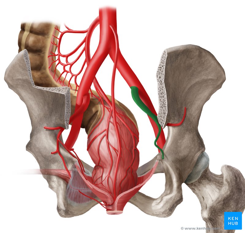 Internal iliac artery - dorsal view