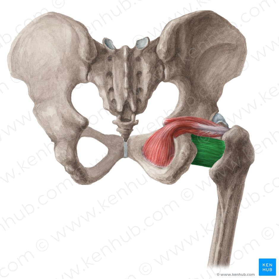 Músculo cuadrado femoral (Musculus quadratus femoris); Imagen: Liene Znotina