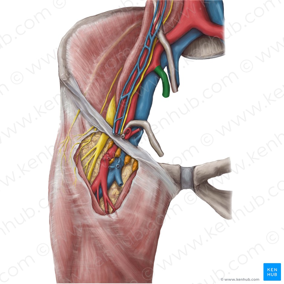 Internal iliac artery (Arteria iliaca interna); Image: Hannah Ely