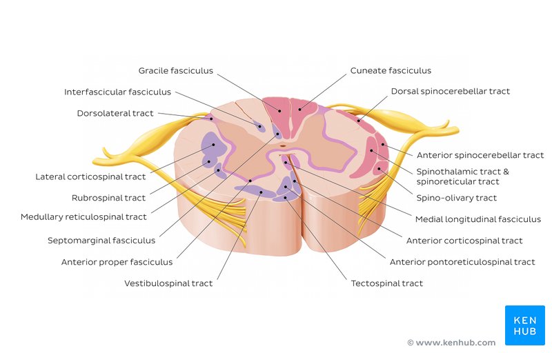 Spinal cord tracts diagram