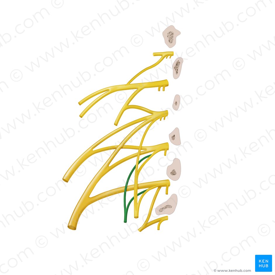 Nervio obturador accesorio (Nervus obturatorius accessorius); Imagen: Begoña Rodriguez