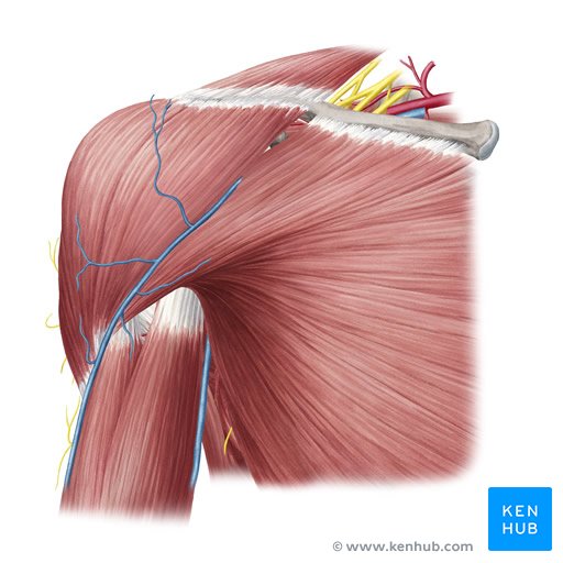 Shoulder Muscles Anatomy And Functions Kenhub