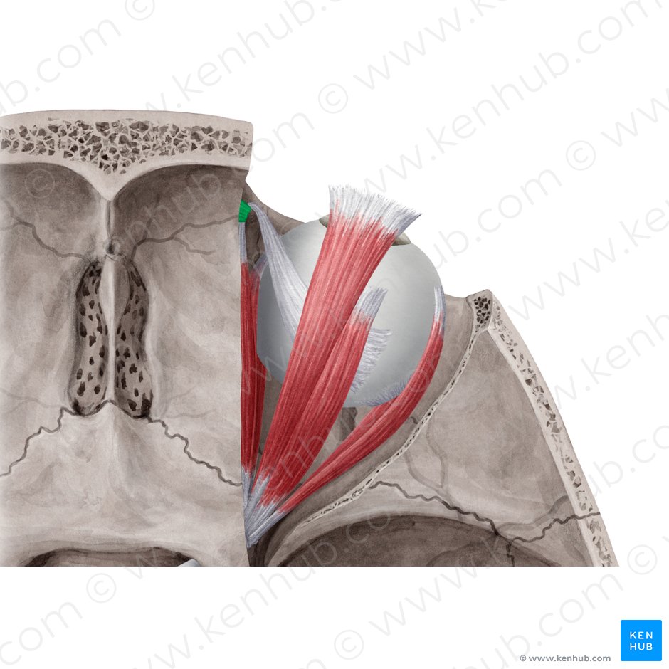 Tróclea do músculo oblíquo superior (Trochlea musculi obliqui superioris); Imagem: Yousun Koh