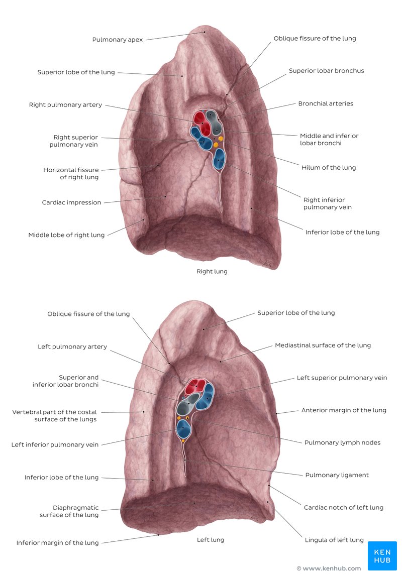 Descripción general de la superficie medial del pulmón.