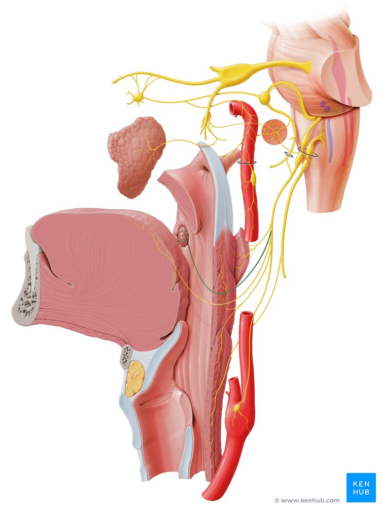Ramos tonsilares do nervo glossofaríngeo - vista lateral esquerda (verde)