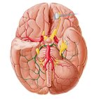 Arteria cerebri posterior