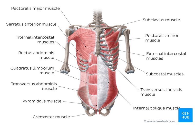 Stomach Muscle Chart