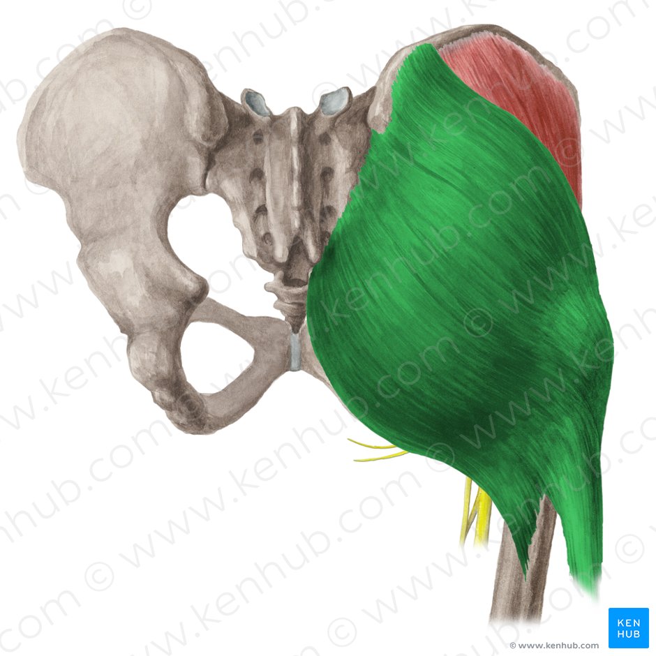 Músculo glúteo máximo (Musculus gluteus maximus); Imagem: Liene Znotina