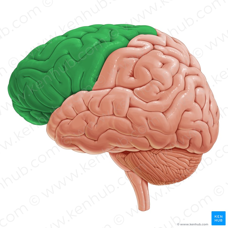 Lóbulo frontal (Lobus frontalis); Imagen: Paul Kim
