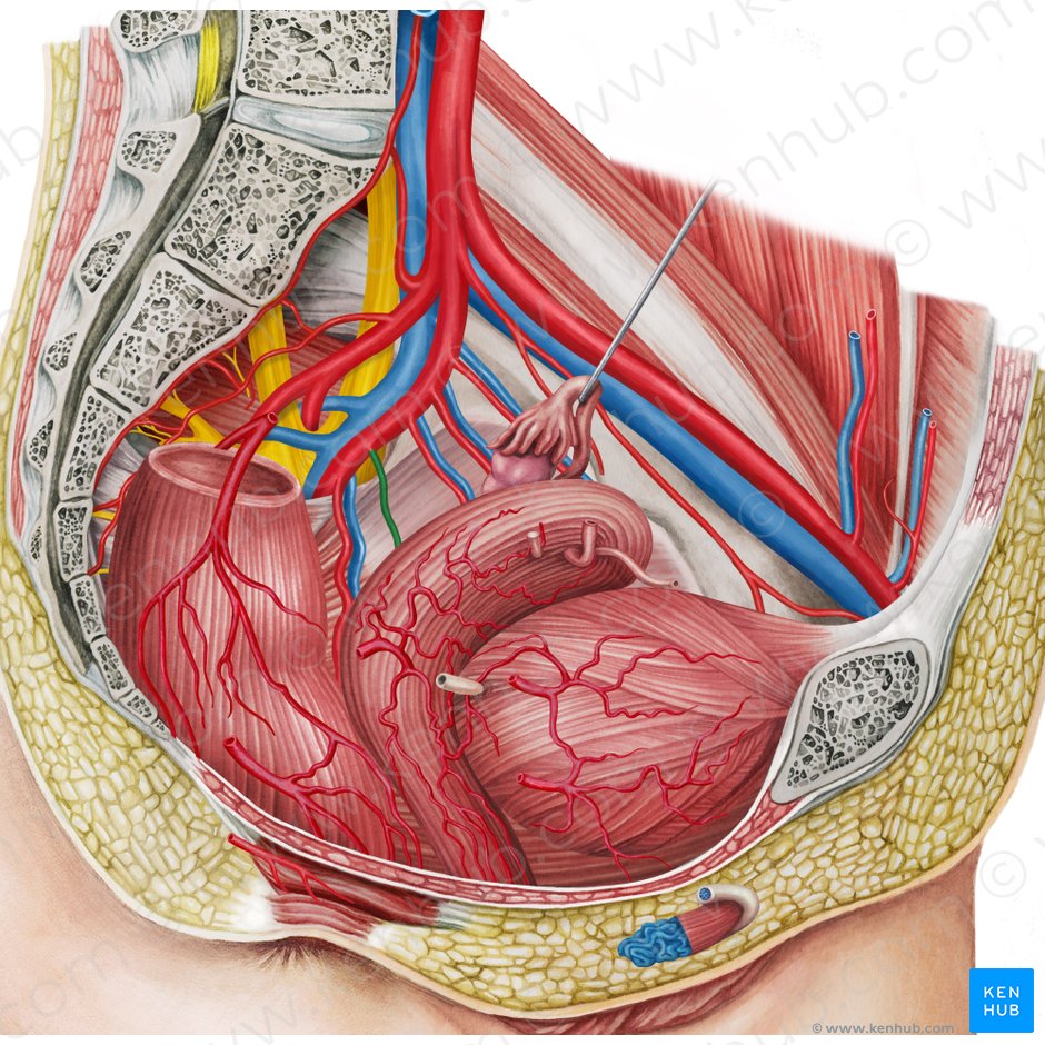 Left vaginal artery (Arteria vaginalis sinistra); Image: Irina Münstermann